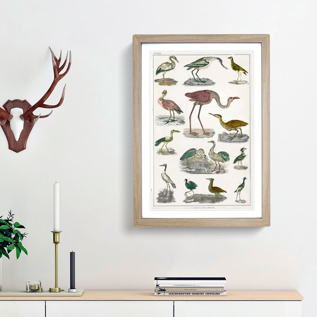 Flightless Birds XXXVII by Oliver Goldsmith - Picture Frame Painting Print