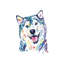 Husky sibérien par Lisa Whitehouse - impression d'art graphique-52541854-52541855-52541853