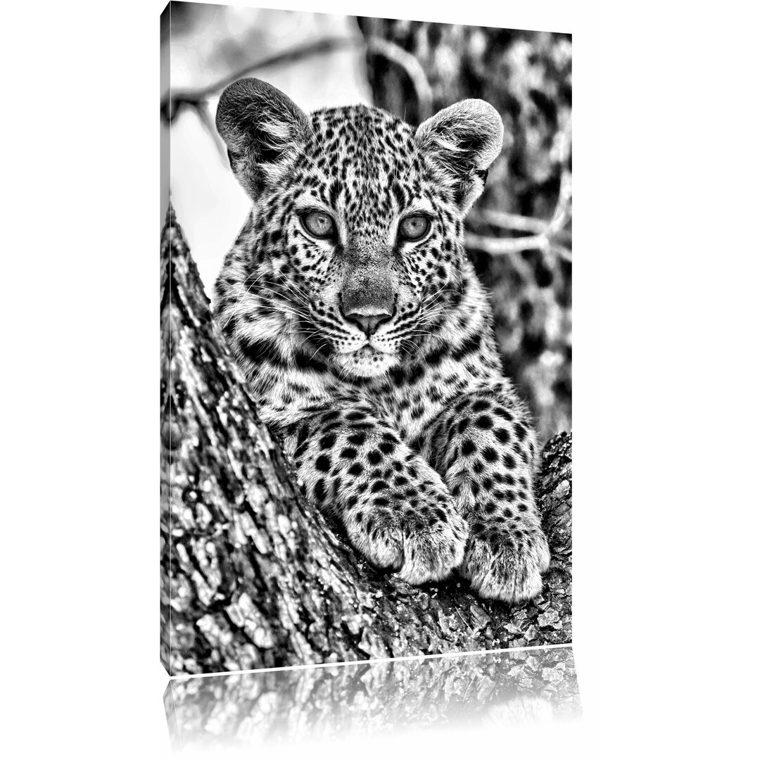 Leinwandbild Leopardenbaby in Monochrom