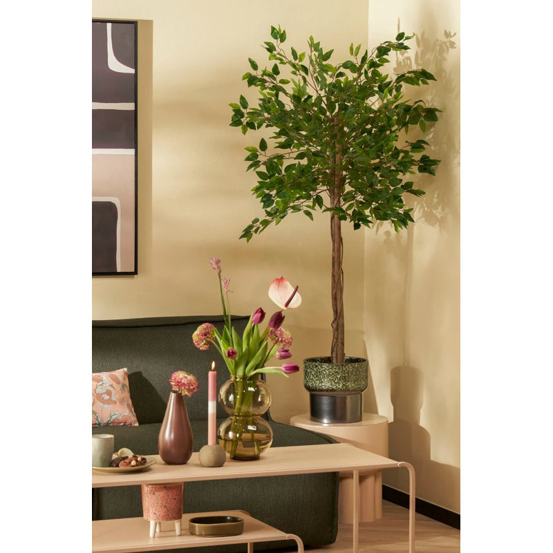 Ficus Tree