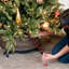 Christmas Tree Storage