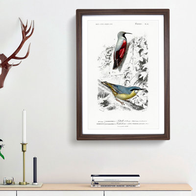 Bird Illustrations PL. 16 by Charles D' Orbigny - Single Picture Frame Painting