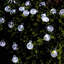 Guirlande de 30 ampoules DEL Kelm-2050308105