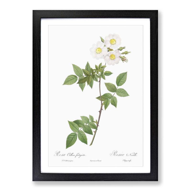 White Collina Rose by Pierre-Joseph Redoute - Picture Frame Art Prints, Black Framed, 36cm H x 27cm W x 2cm D