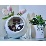 Novelty Lamp