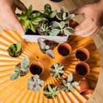 Costa Farms Indoor 10 Assorted Succulents House Plant in 2-inch Nursery Pot