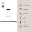 Luminaire suspendu pour îlot de cuisine 1 lumière DEL Eerie-64112499-64112500