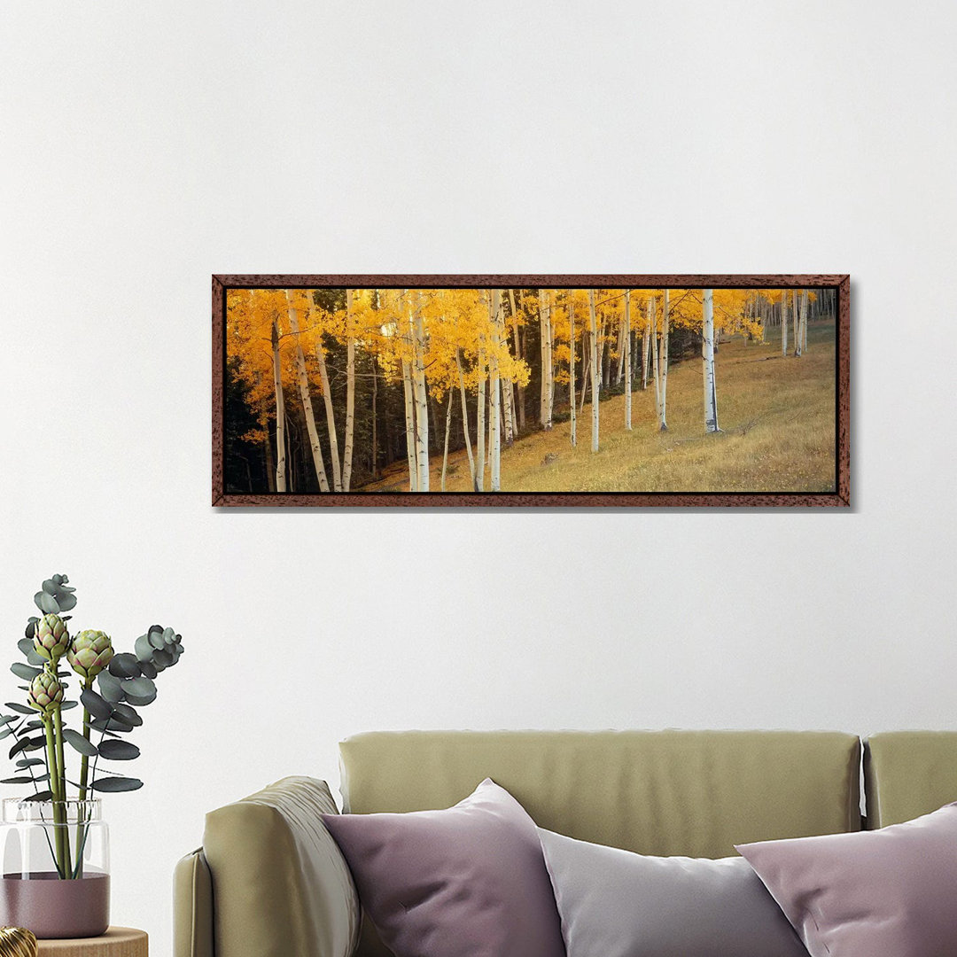 Aspen Trees In A Field, Ouray County, Colorado, USA von Panoramic Images - Gallery-Wrapped Canvas Giclée