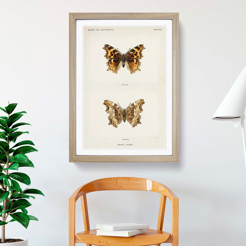Compton Tortoiseshell Butterfly by S.F. Denton - Picture Frame Painting Print, 36cm H x 27cm W x 2cm D, Oak Framed