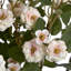 Anastasija Arrangement-836097352