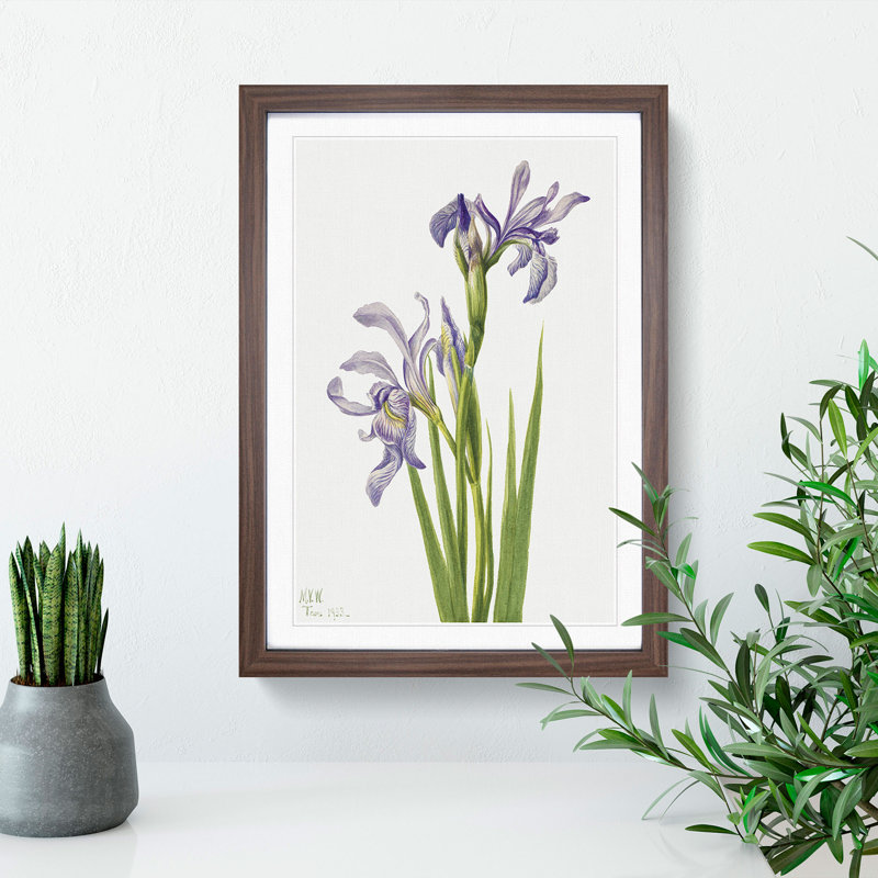 Western Blue Flag by Mary Vaux Walcott - Picture Frame Painting, Walnut, 65cm H x 48cm W x 2cm D