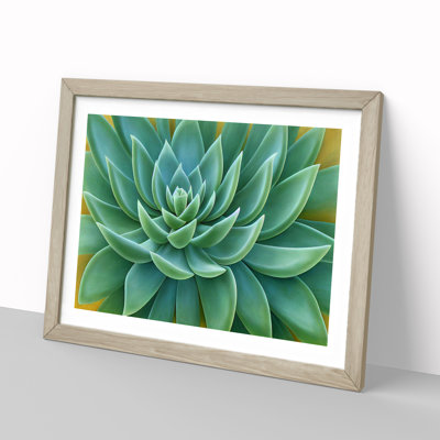 Soulful Succulent Plant - Single Picture Frame Print