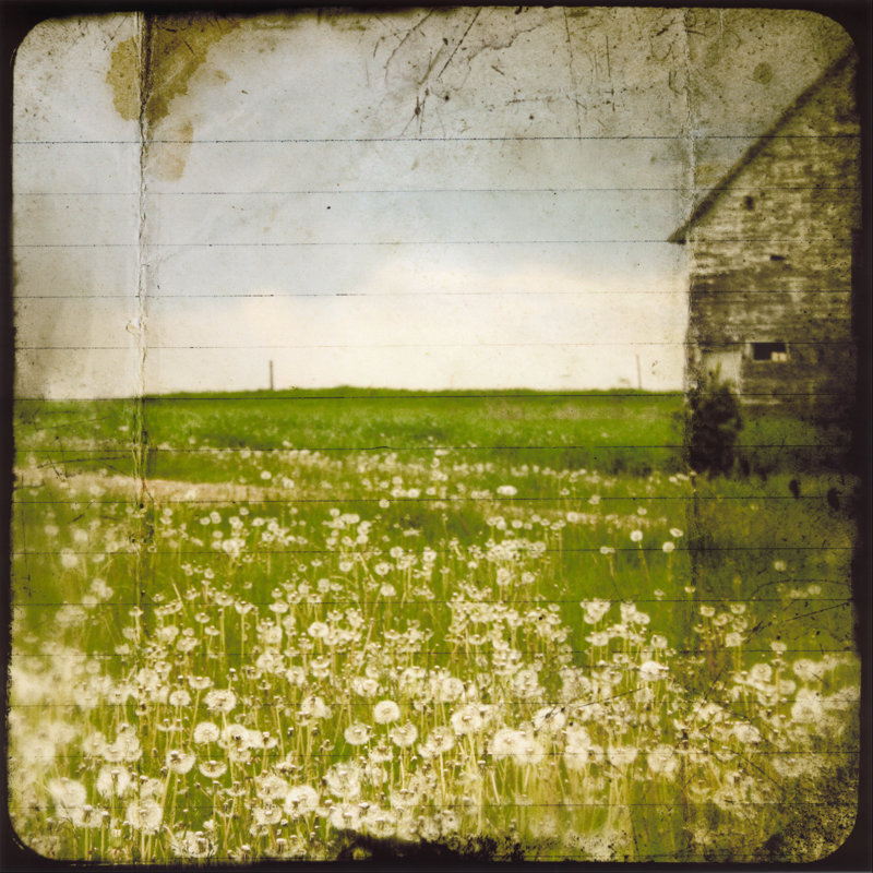 Field II by Ingrid Blixt - Wrapped Canvas Print, 30cm H x 30cm W