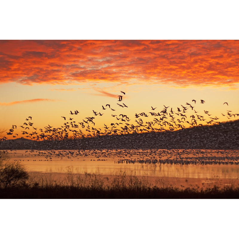 Snow Geese Flying - Wrapped Canvas Print, 51cm H x 76cm W x 3.8cm D
