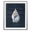Conchology Buccinum Print by Porter Design
