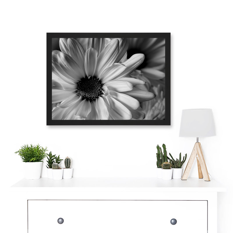 Black White Daisy Flower Petals - Single Picture Frame Art Prints