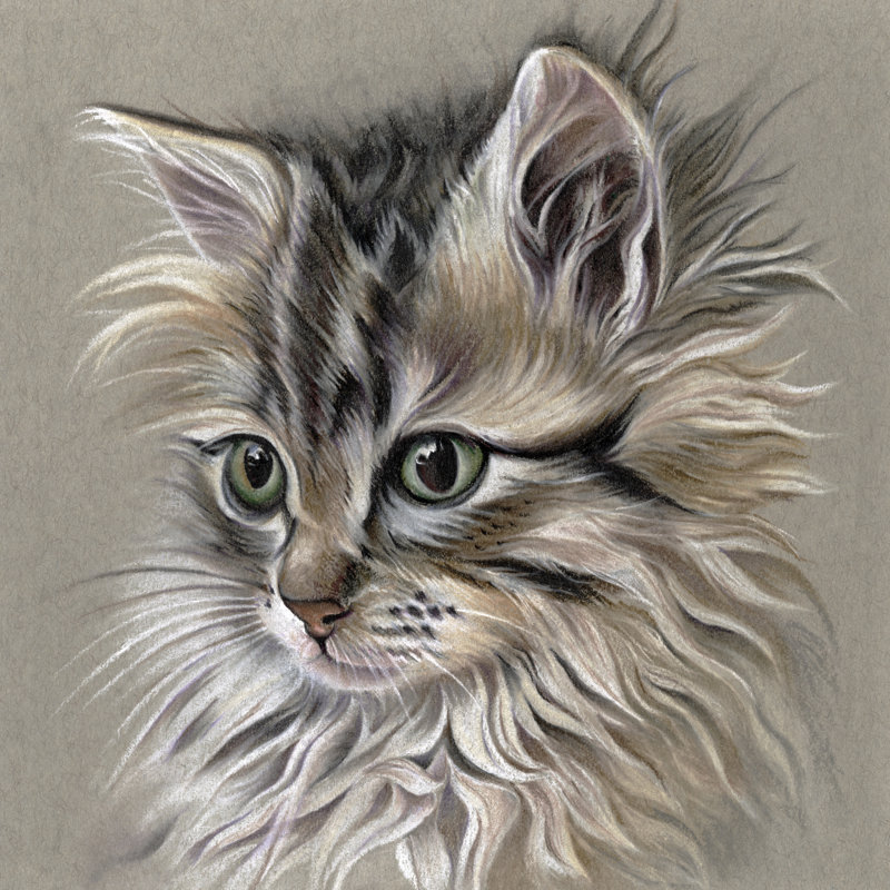Portrait de chaton I, H 36 po x l 36 po, Non, Toile tendue