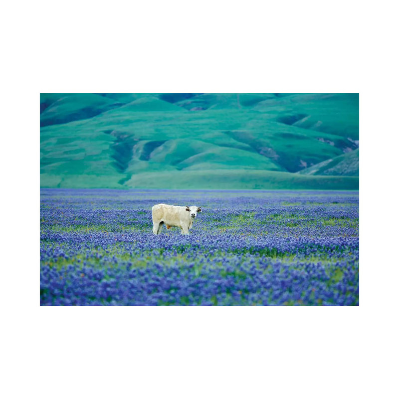 Cows In Lupine III by Dennis Frates - Print on Canvas, 45.72cm H x 66.04cm W x 3.81cm D, Wrapped Canvas