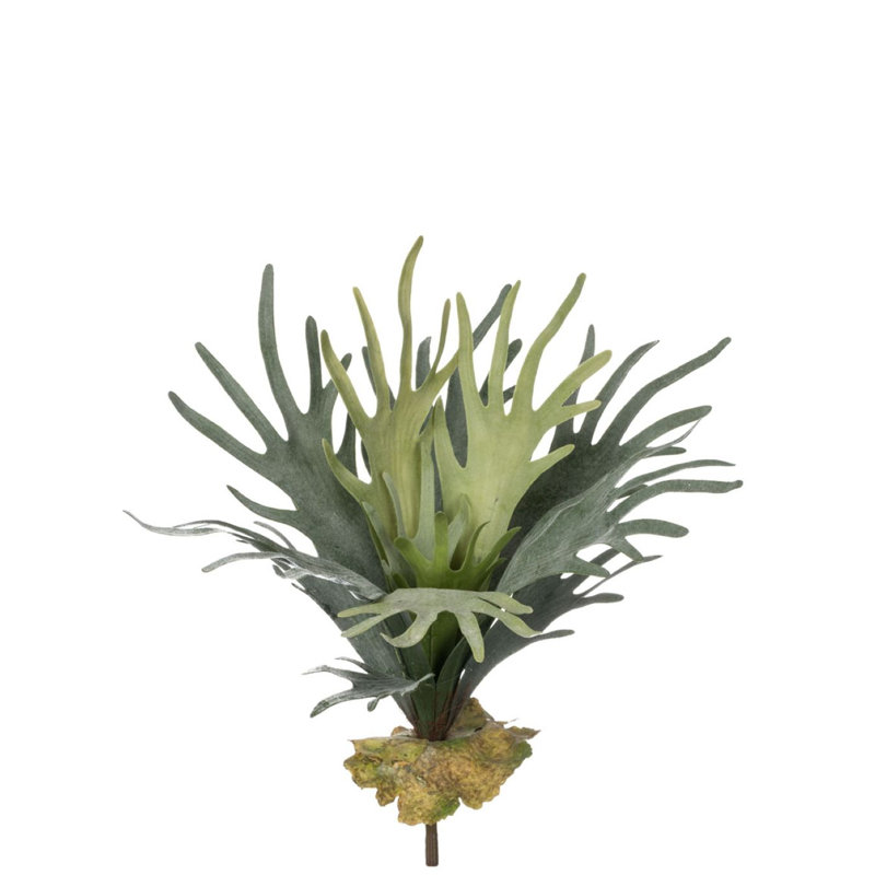 Staghorn Fern Arrangement
