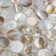 Conchella Penny Natural 11-1/4" x 11-5/8" Natural Shell Mosaic Tile