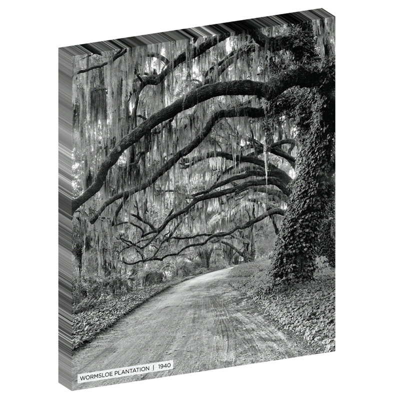 " Wormsloe Plantation " Black and White Photography Print, 24" H x 20" W x 1.5" D