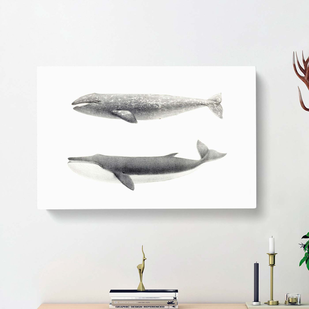 Californian Grey & Finback Whale by C.M. Scammon - Wrapped Canvas