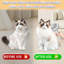 Brosse à vapeur pour chat pour chat-107245850