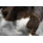 Charline Cowhide Animal Print Indoor Rug