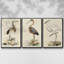 Antique Heron I, ensemble de 3 toiles encadrées sur toile-97759472-97759471