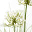Andaiye 90cm Plant in Pot-1459617951