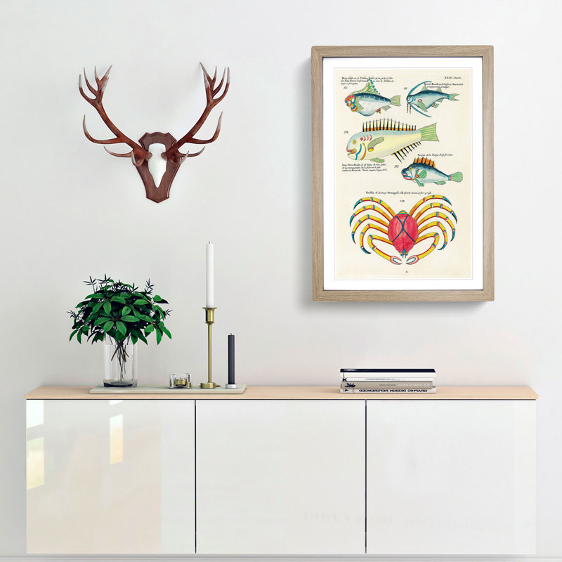 East Indies Fish & Crab Illustrations XXIII by Louis Renard - Picture Frame Painting Print, 65cm H x 48cm W x 2cm D