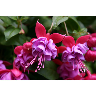 Fuchsia by Turk12 - Wrapped Canvas Print
