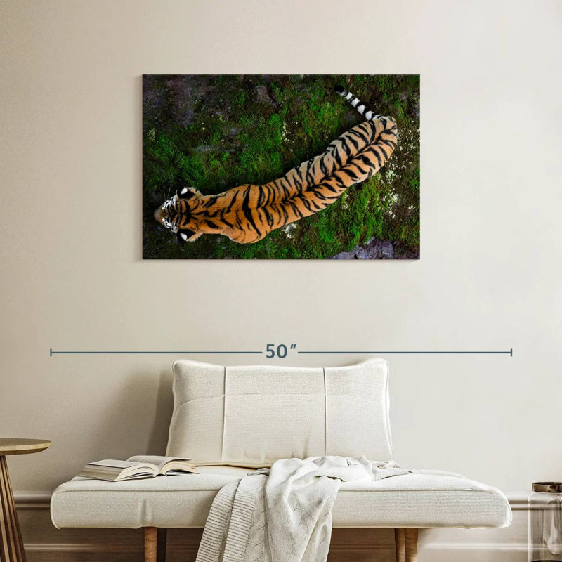 Brampt Tiger From Above, 24" H x 36" W