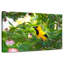 Crowle Oriole Songbirds-111860023