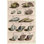 " Shell Collection III "