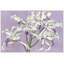 White Orchids On Lilac Painting by Lillian August