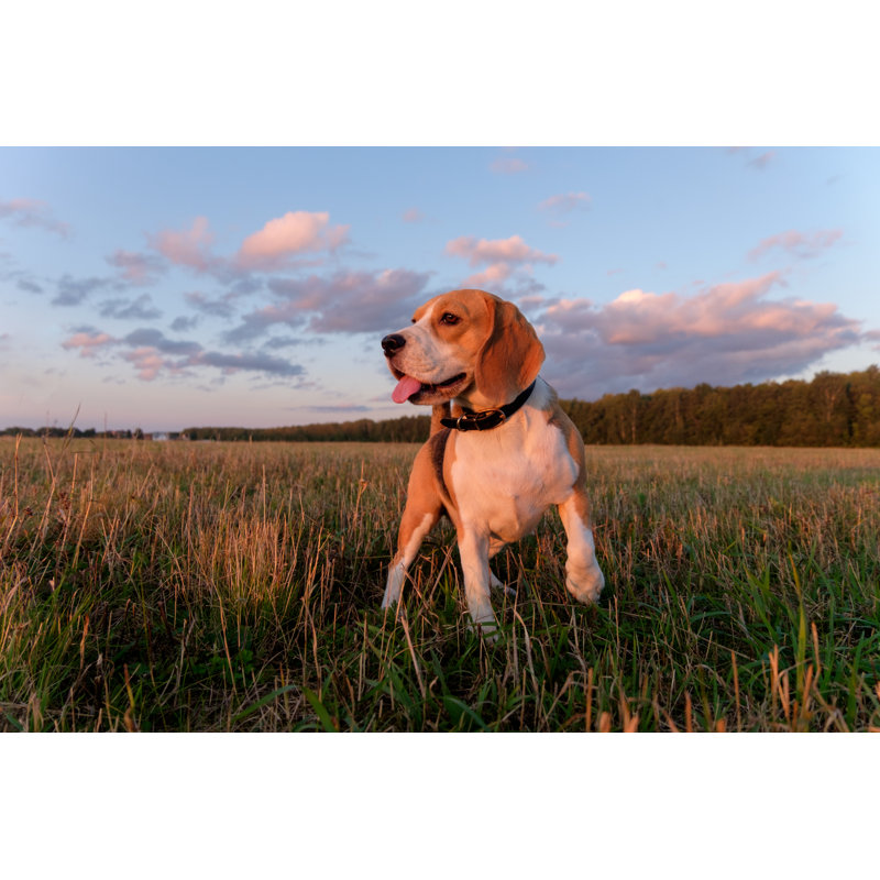 Beagle Dog par Androsov58 - Photographie sur toile tendue, L 18 po x H 12 po