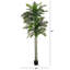 120 plantes Robellini