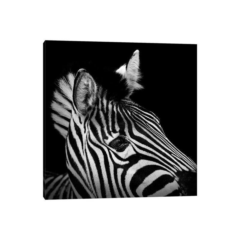Zebra In Black And White II by Lukas Holas - Wrapped Canvas Print, 45.72 cm H x 45.72 cm W