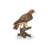 Red Tail hawk Standing on Branch