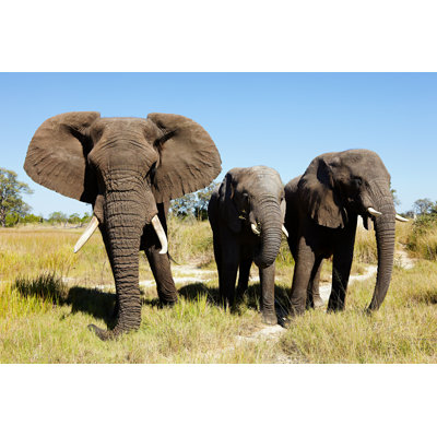Avants Three African Elephants par Image Source - Photographie sur toile tendue