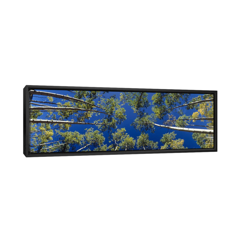 « panoramique white aspen trees », reproduction de photo sur toile tendue, H 20 po x l 60 po x P 1,5 po