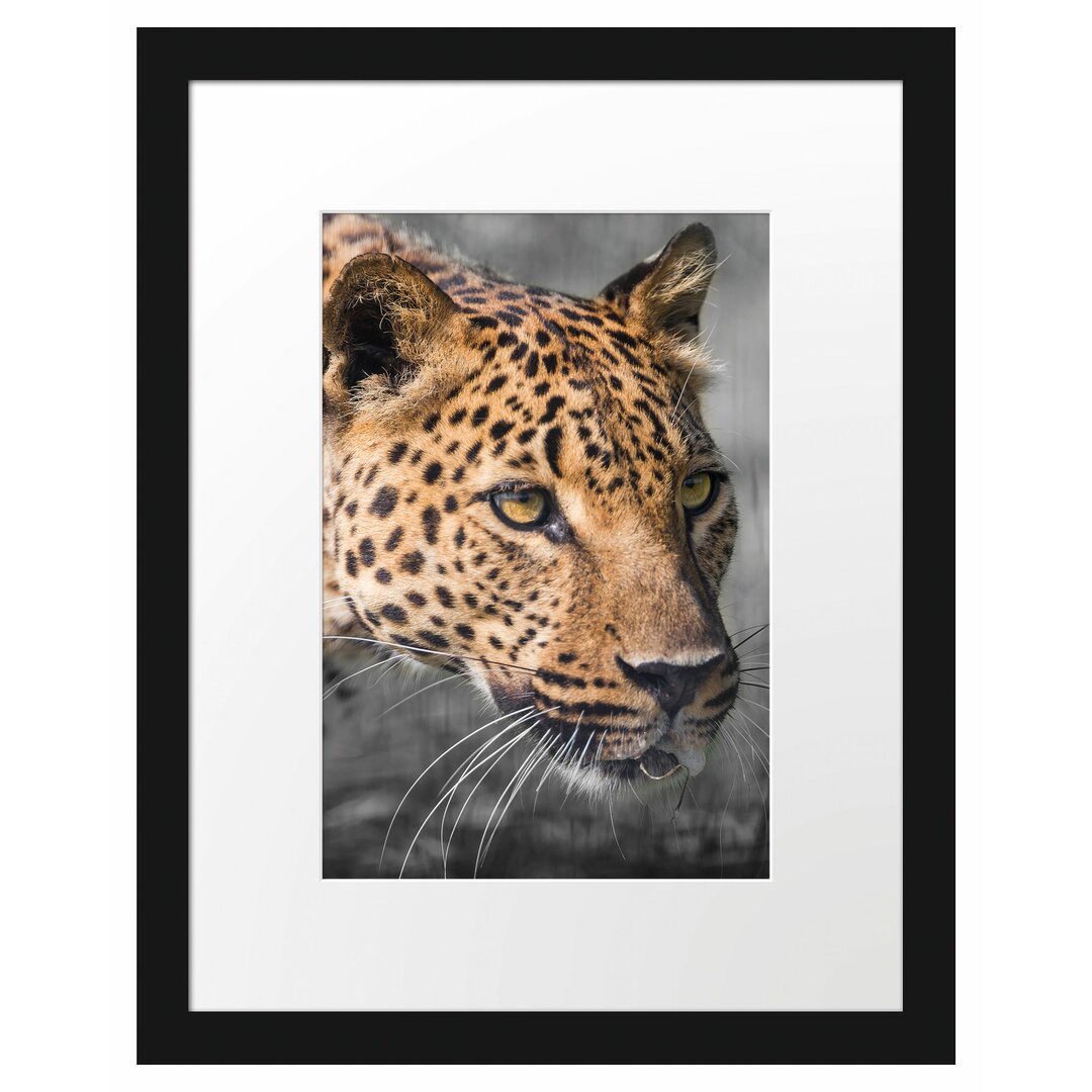 Leopard auf der Pirsch Gerahmter Fotodruck Poster