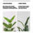 Simulation Traveller's Banana Large Green Plant-111038293-111038294