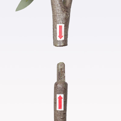 Olive artificielle de 6 pi - plante artificielle avec branches supplémentaires pour un look luxuriant