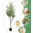 6ft Artificial Olive Tree with Plant Basket for Home Decor