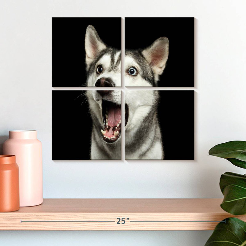 Husky de Sibérie Brampt Surpris, H 18 po x l 18 po