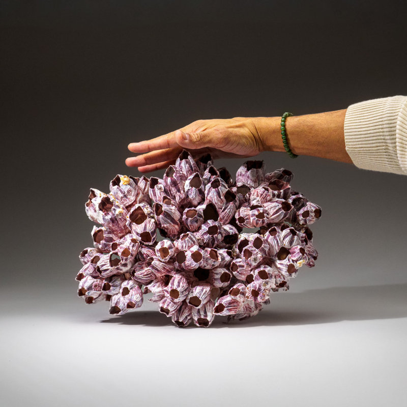 Genuine Purple Acorn Barnacle Cluster (3.5 Lbs)