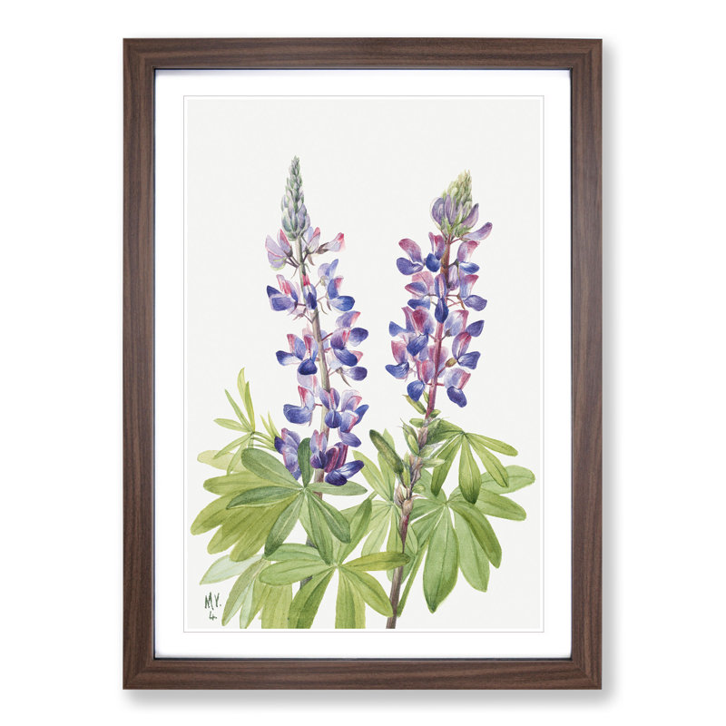 Lupine by Mary Vaux Walcott - Picture Frame Painting, Walnut Framed, 48cm H x 36cm W x 2cm D