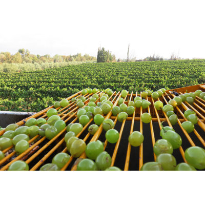 Grape Picking Machine by Tzahiv